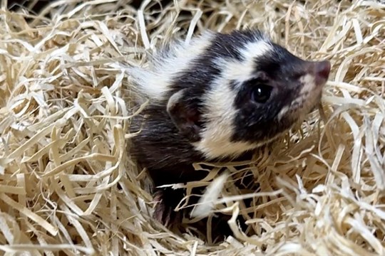 V zoo v Plzni se opět chovají zorily malé: Vrátily se po šestnácti letech