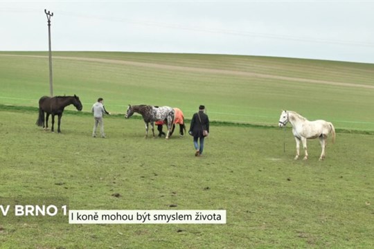 Koně mohou být smyslem života