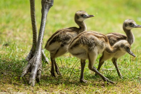 V Zoo Ostrava se vylíhlo šest mláďat nandu pampového
