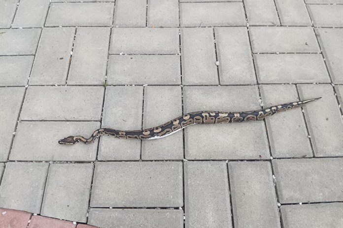 Hrůzostrašný výjev ve Valašských Kloboukách! U hřbitova se plazila půlmetrová krajta