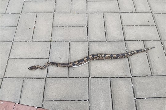 Hrůzostrašný výjev ve Valašských Kloboukách! U hřbitova se plazila půlmetrová krajta