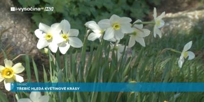 Třebíč hledá květinové krásy