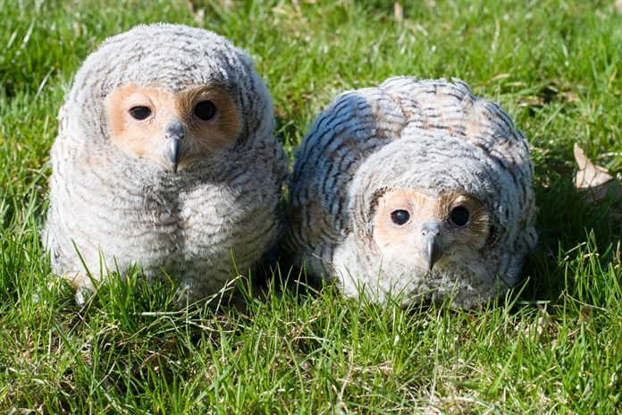 Radost ve zlínské zoo! Vylíhla se zde dvě mláďata vzácného puštíka tečkovaného