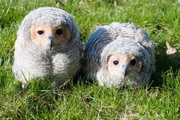 Radost ve zlínské zoo! Vylíhla se zde dvě mláďata vzácného puštíka tečkovaného