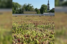 ZŠ Demlova má první zelenou střechu v Olomouci