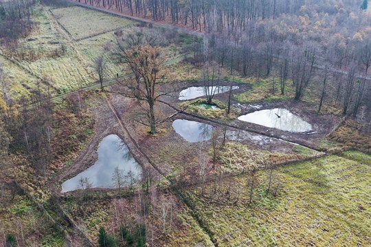 Nové tůně osídlili první obojživelníci