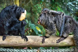 Návštěvník zlínské zoo krmil chvostany čokoládou. Hledají se svědci incidentu