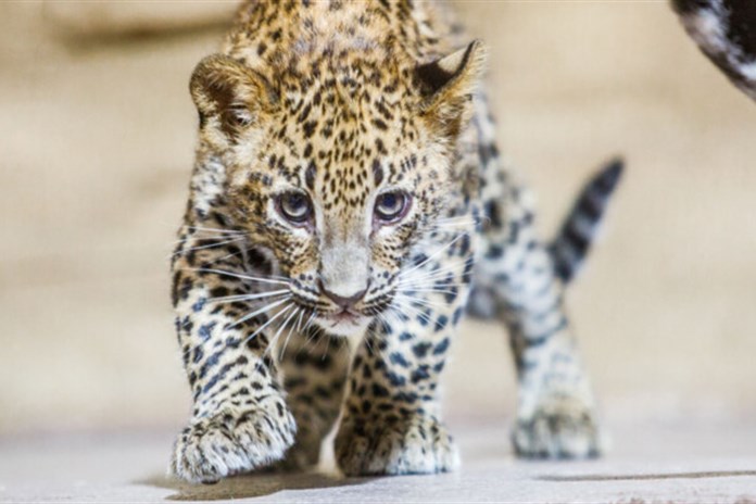 Levhartí samičky z ostravské zoo si začínají užívat venkovní výběh