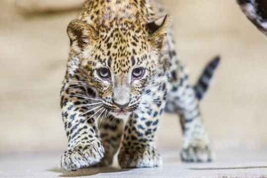 Levhartí samičky z ostravské zoo si začínají užívat venkovní výběh