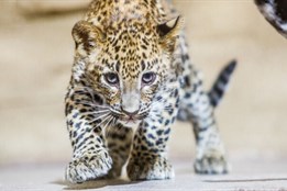 Levhartí samičky z ostravské zoo si začínají užívat venkovní výběh