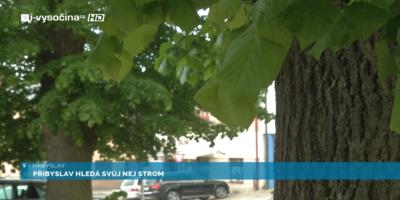 Přibyslav hledá svůj nej strom