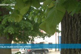 Přibyslav hledá svůj nej strom