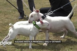 V Ostravě se konal historicky první Bull Sraz, cílem bylo bourat předsudky o bojových plemenech