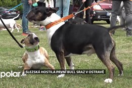 Historicky první ostravský Bull Sraz hostil cvičák ve Slezské Ostravě