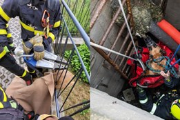 Srnec uvízl v plotě, pes spadl do šachty. Obě zvířata zachránili hasiči