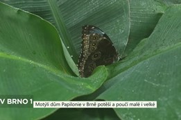 Motýlí dům Papilonie v Brně potěší a poučí malé i velké