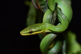 Olomoucká zoo podruhé odchovala vzácné gonyosomy