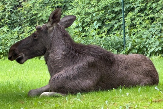 V Ludgeřovicích byl spatřen volně se pohybující los