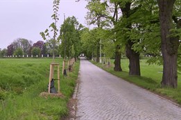 Kraj vrací stromy k silnicím, přibývají aleje i keře
