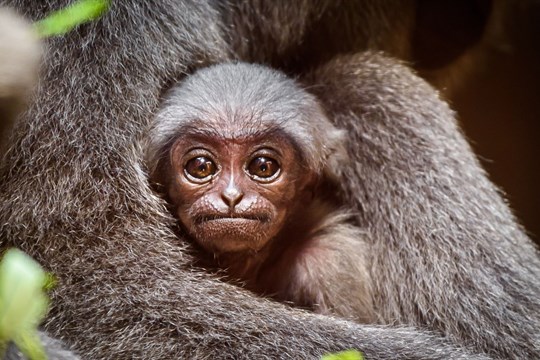 Dvouměsíční gibon ze zlínské zoo má sedm kmotrů. Mláďátku dali neutrální jméno