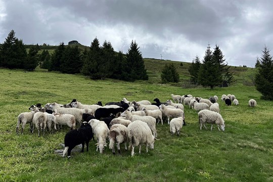 Na Petrovy kameny v okolí Jeseníků se vrátilo stádo ovcí