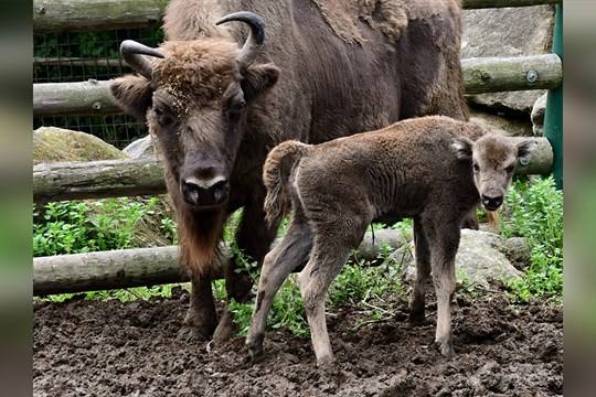 Zubří stádo v olomoucké zoo se rozrostlo o dvě mláďata