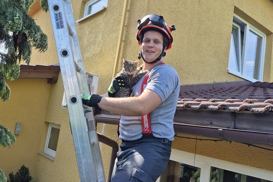 Sedmiměsíční kotě uvízlo na vysokém stromě. Po dvou dnech ho zachránili hasiči
