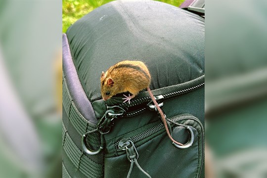 „Tajemná“ myšivka horská se poprvé objevila v podhůří Jeseníků
