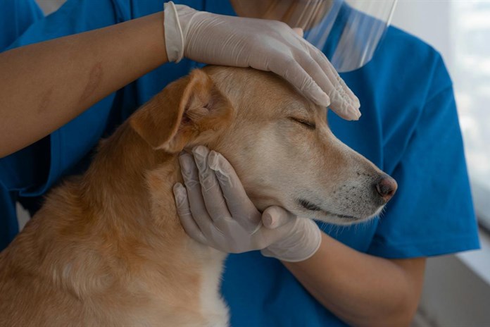 Karlovarský kraj láká budoucí veterináře: Čtyři studenti získají stipendia za skoro 400 tisíc korun