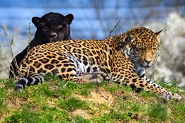 Světový úspěch ve zlínské zoo! Jaguářímu páru se narodil první potomek