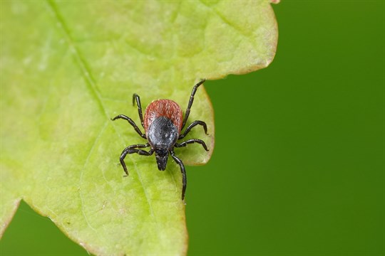 Zlínský kraj eviduje nárůst případů lymeské borreliózy i klíšťové encefalitidy. Proočkovanost je zde nízká