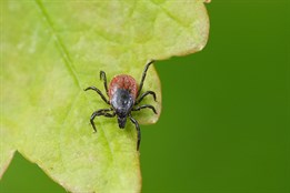 Zlínský kraj eviduje nárůst případů lymeské borreliózy i klíšťové encefalitidy. Proočkovanost je zde nízká