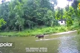 Ostravou prošel los, brodil řekou a odpočíval na zahradě