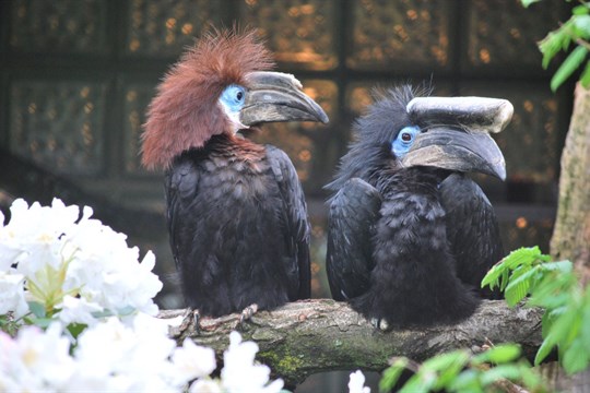 Zlínská zoo zabodovala v soutěži Bílý slon. Zoologického „Oscara“ získala za odchov zoborožce hrubozobého