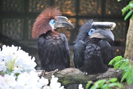 Zlínská zoo zabodovala v soutěži Bílý slon. Zoologického „Oscara“ získala za odchov zoborožce hrubozobého