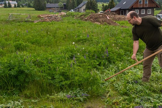 Na Šumavě se za 15 let výrazně rozmnožila invazivní lupina mnoholistá