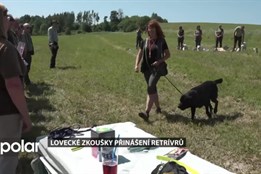 Zkoušky přinášení retrívrů ukázaly schopnosti i inteligenci krásného loveckého plemene