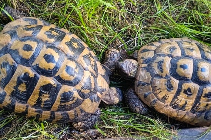 Želví expedice skončila v útulku