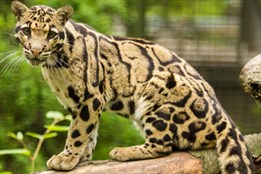 Zoo Ostrava ukončila chov pardálů obláčkových, musela utratit poslední samici