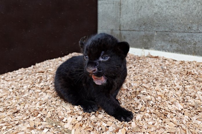 Je to holka! Chovatelé zlínské zoo prozradili pohlaví jaguářího miminka