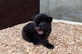 Je to holka! Chovatelé zlínské zoo prozradili pohlaví jaguářího miminka