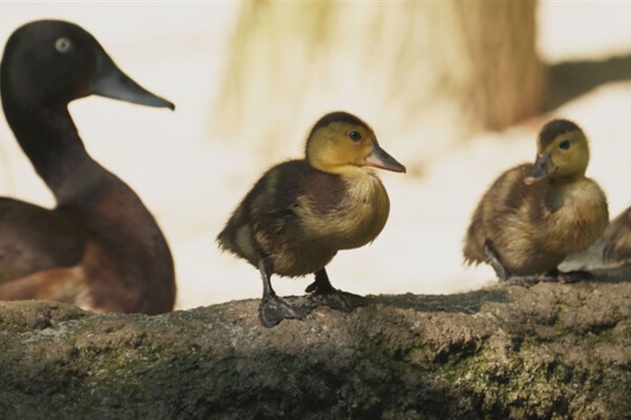V Zoo Ostrava se rozmnožili kriticky ohrožení poláci východní