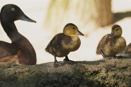 V Zoo Ostrava se rozmnožili kriticky ohrožení poláci východní