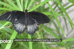 Arboretum Nový Dvůr roztančili tropičtí motýli, výstava okouzlila děti i dospělé