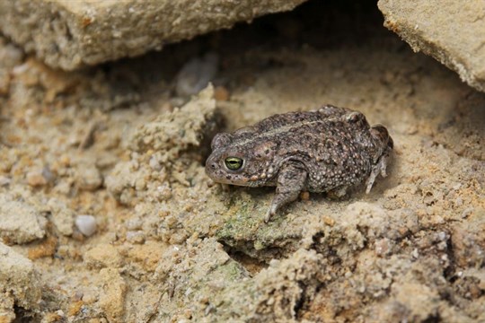Kriticky ohrožené ropuchy v Karlovarském kraji zatím přežívají, vhodných míst pro jejich další přežívání však ubývá