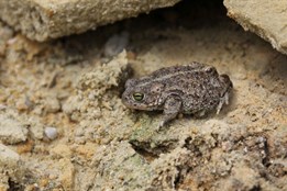 Kriticky ohrožené ropuchy v Karlovarském kraji zatím přežívají, vhodných míst pro jejich další přežívání však ubývá