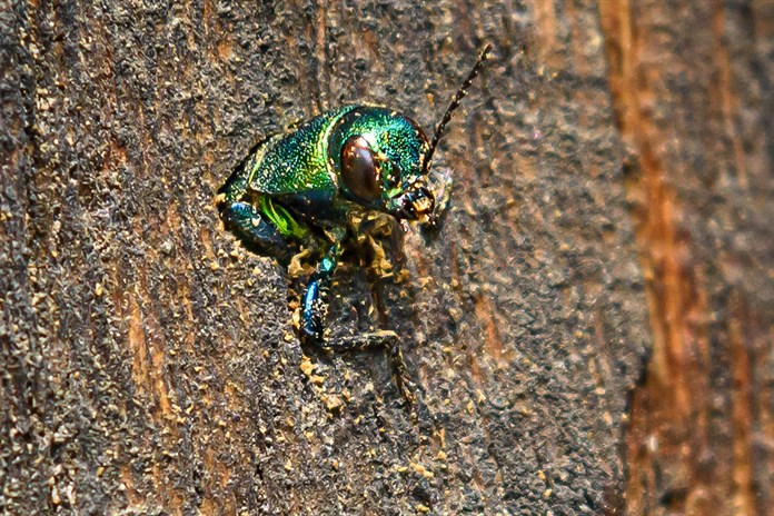 V areálu zlínské zoo se poprvé podařilo zdokumentovat výskyt vzácného krasce dubového