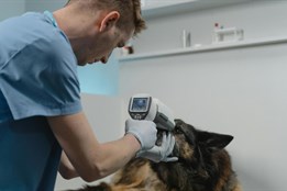 Karlovarský kraj se ohrazuje proti kritice: Veterinární pohotovost řešíme, klíčem je schůzka se Správou železnic