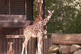 Liberecká zoo chystá rekonstrukci pavilonu žiraf