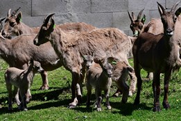 Zoo Olomouc má největší stádo na světě kozorožce kavkazského